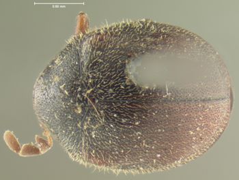 Media type: image;   Entomology 3652 Aspect: habitus dorsal view